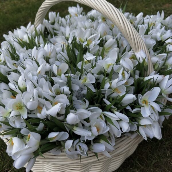 Підсніжник штучний