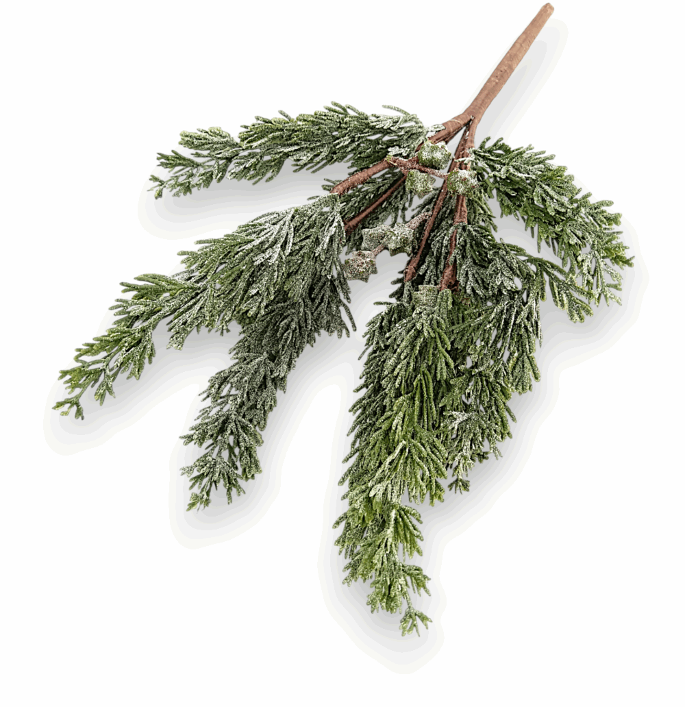 Туя Real Touch з плодами