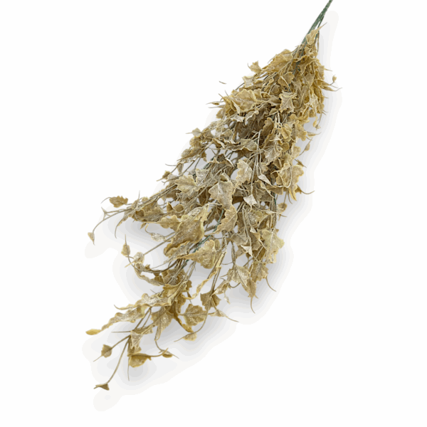 Зимова ліана