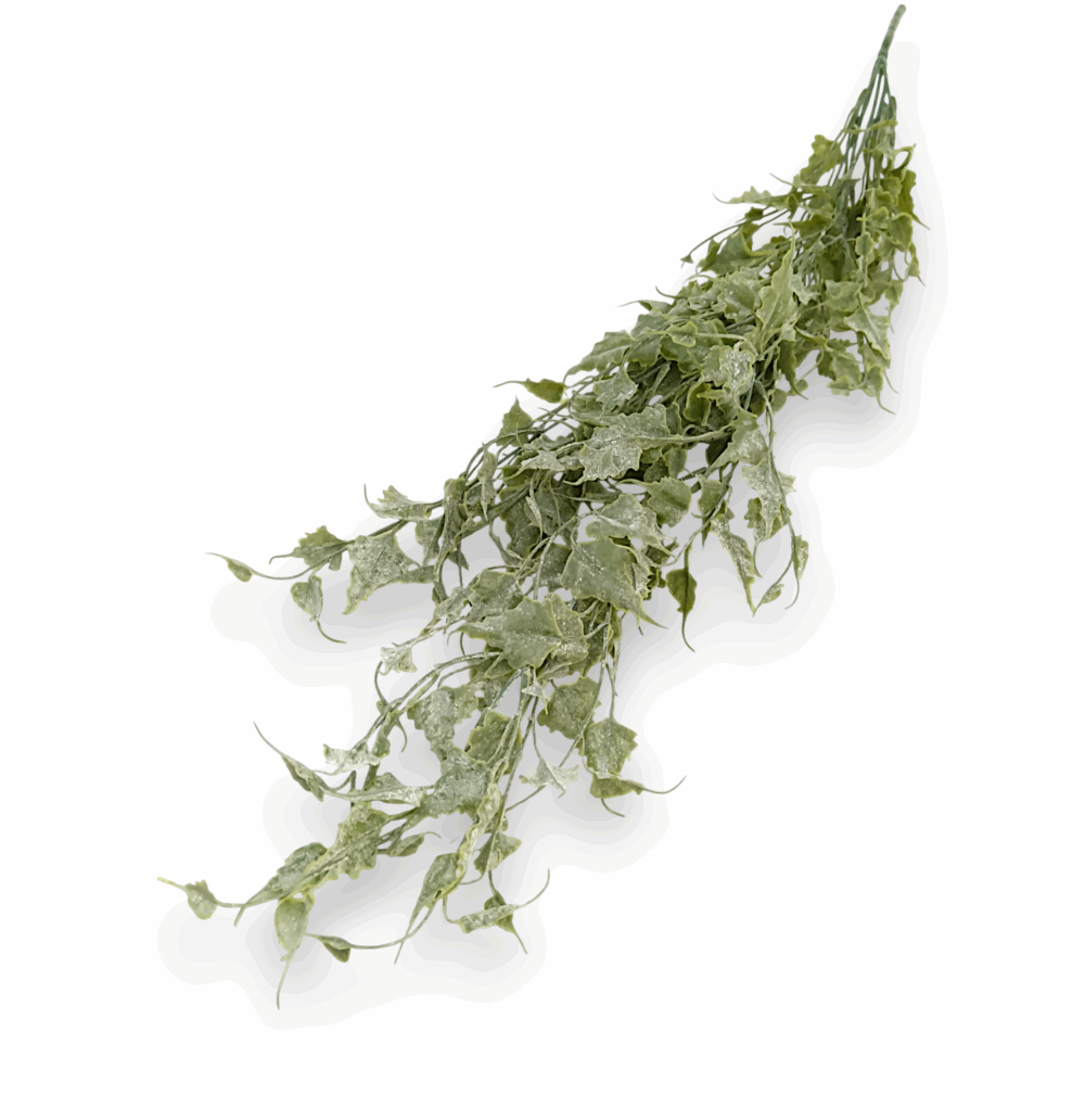 Зимова ліана