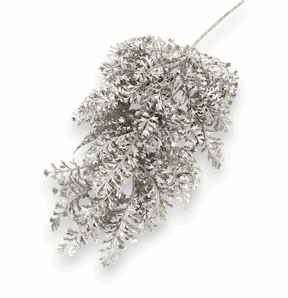 Хвоя срібна декоративна