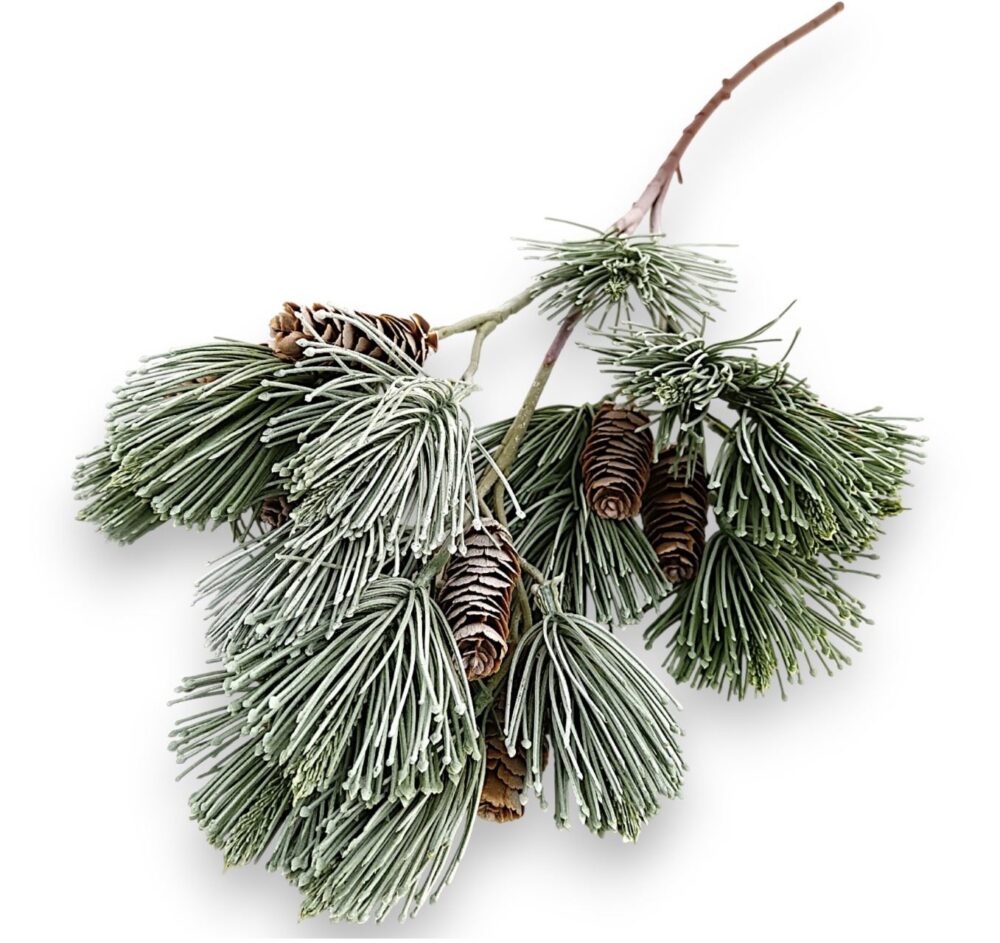 Хвойна гілка з шишками