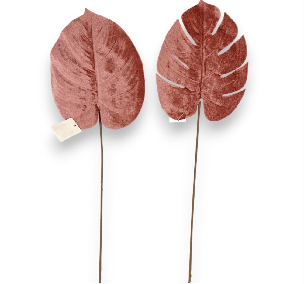 Монстера бархатна рожева