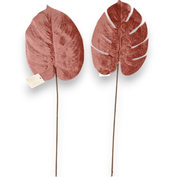 Монстера бархатна рожева