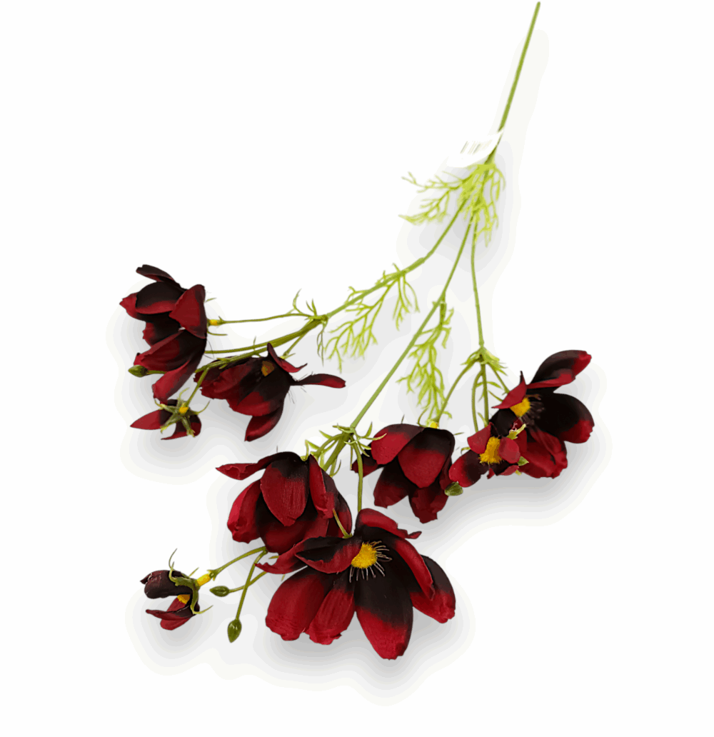 Ехінація декоративна бордо