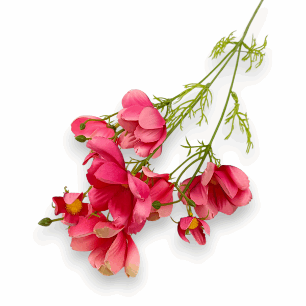 Ехінація декоративна малинова