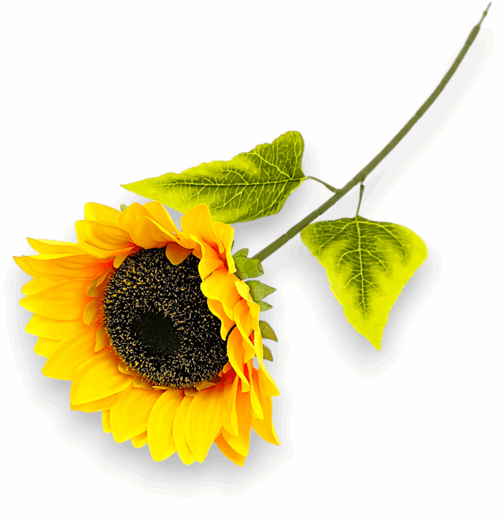 Сонях декоративний