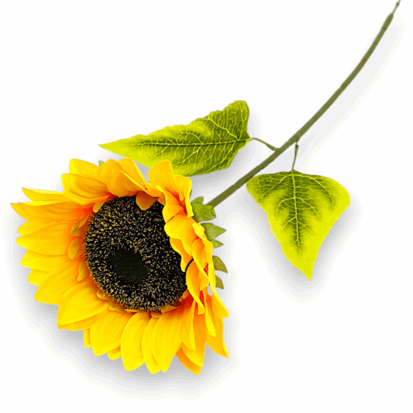 Сонях декоративний