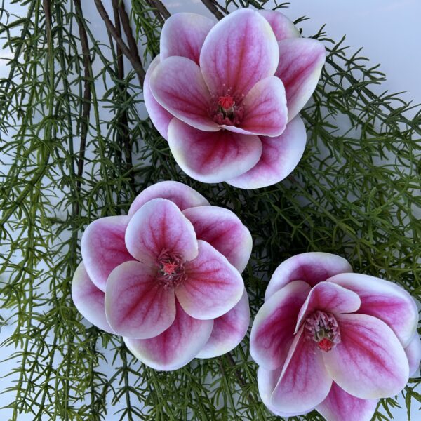 Магнолія гелева малинова