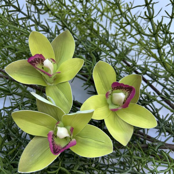 Цимбидіум зелений