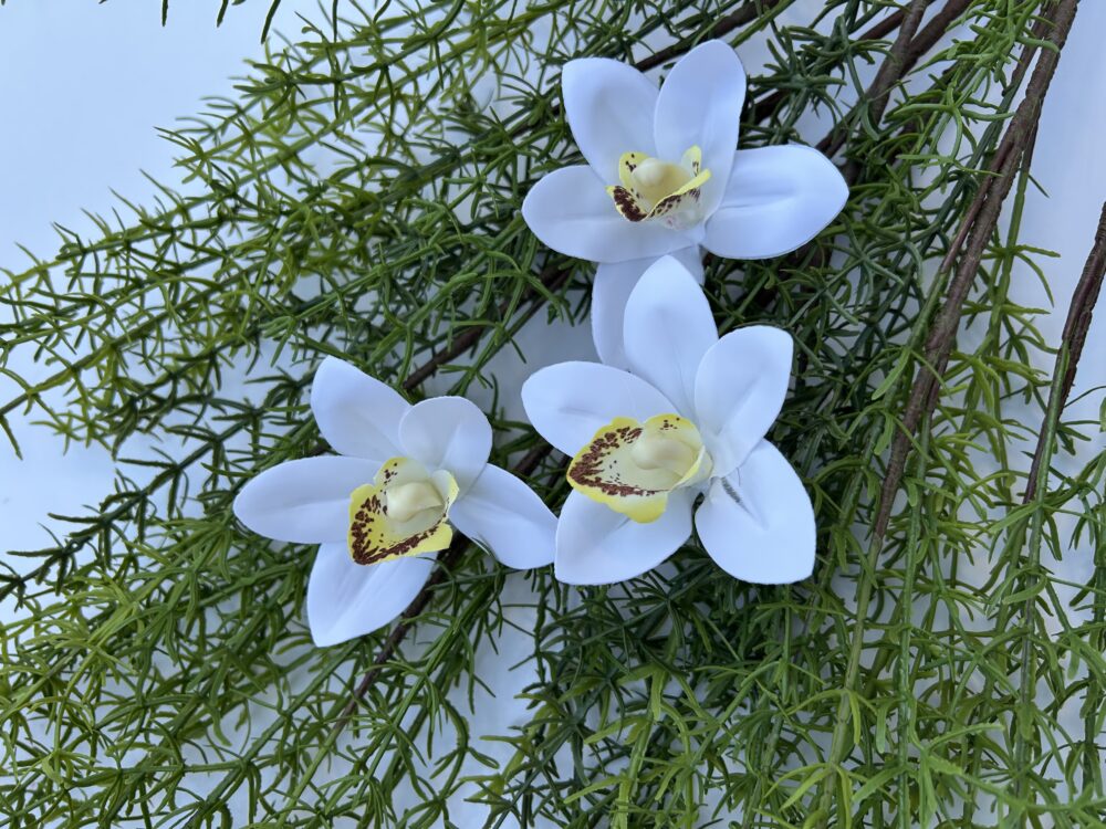 Цимбидіум білий