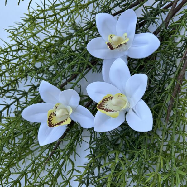 Цимбидіум білий