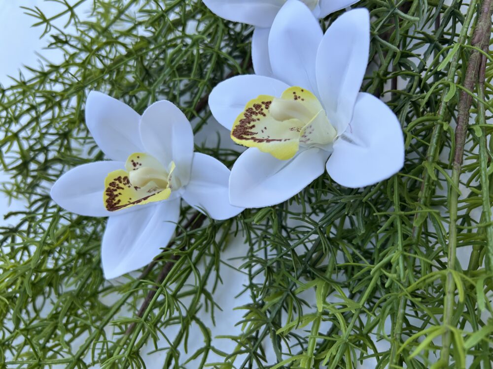 Цимбидіум білий - Зображення 3