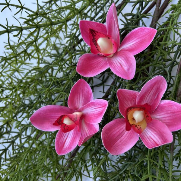 Цимбидіум малиновий