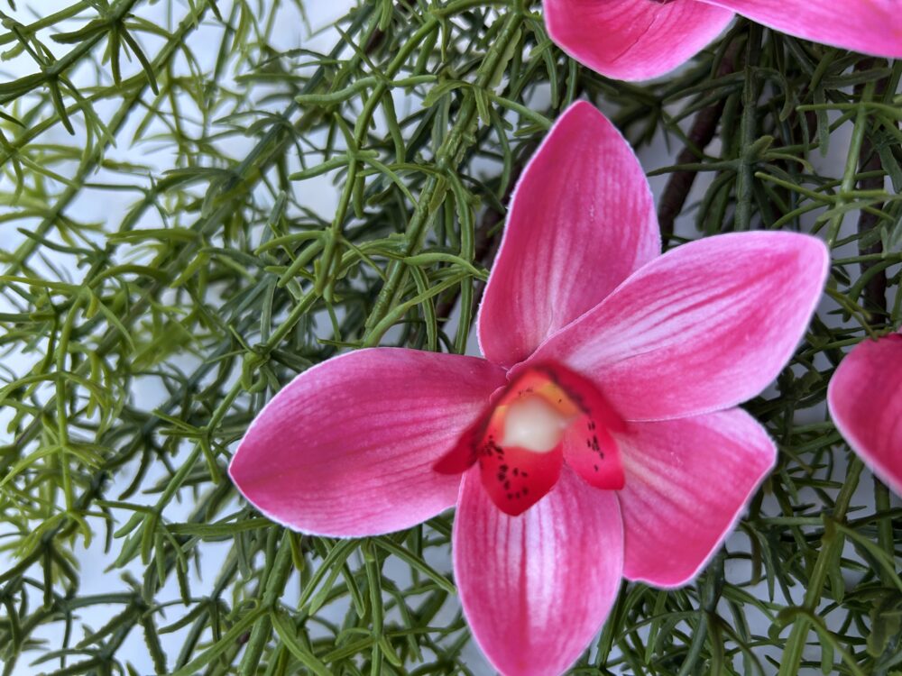 Цимбидіум малиновий - Зображення 3