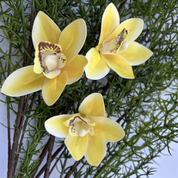 Цимбидіум жовтий