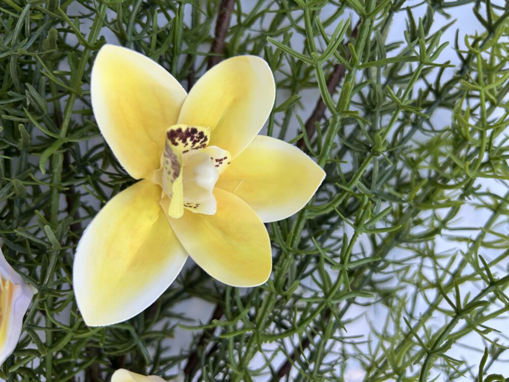 Цимбидіум жовтий - Зображення 3