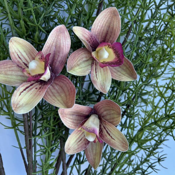 Цимбидіум амбре