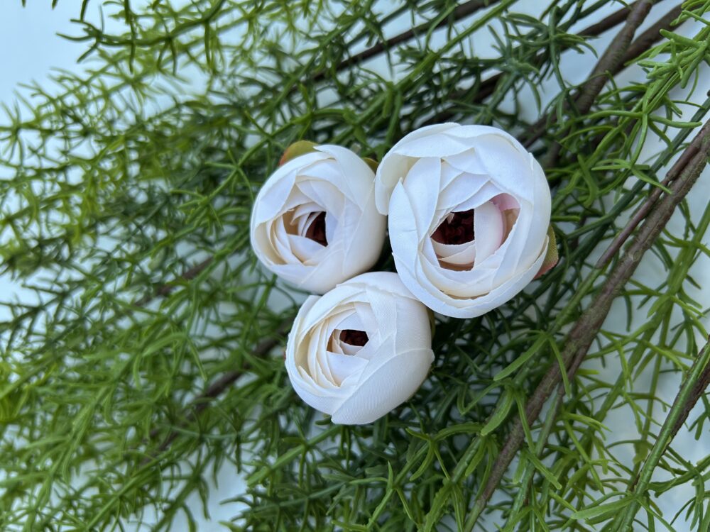 Ронункулюс шампань