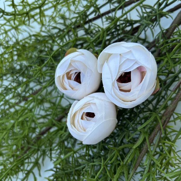 Ронункулюс шампань