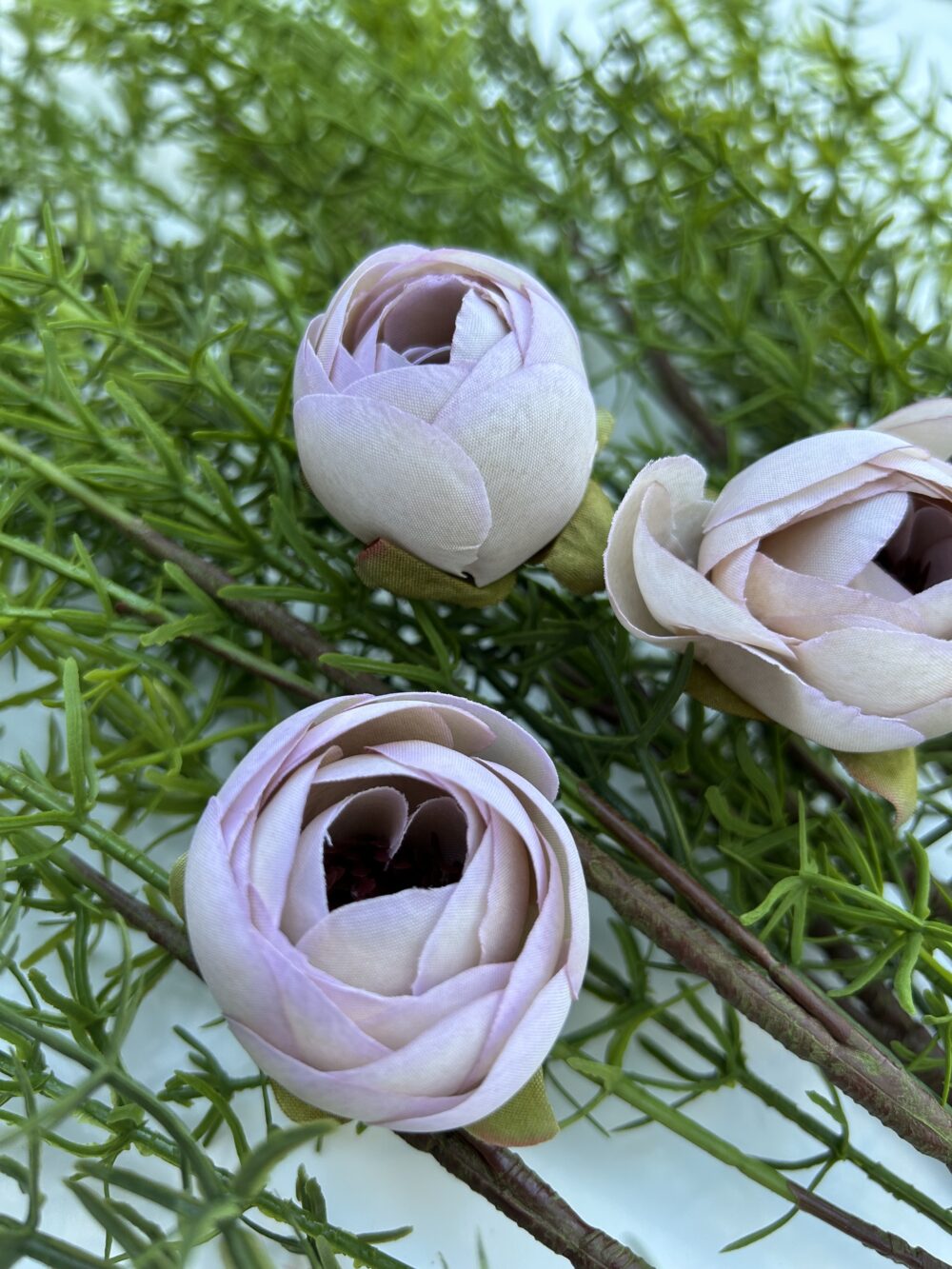 Ронункулюс світла фіалка