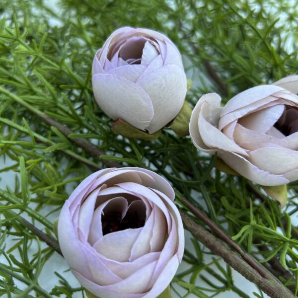 Ронункулюс світла фіалка