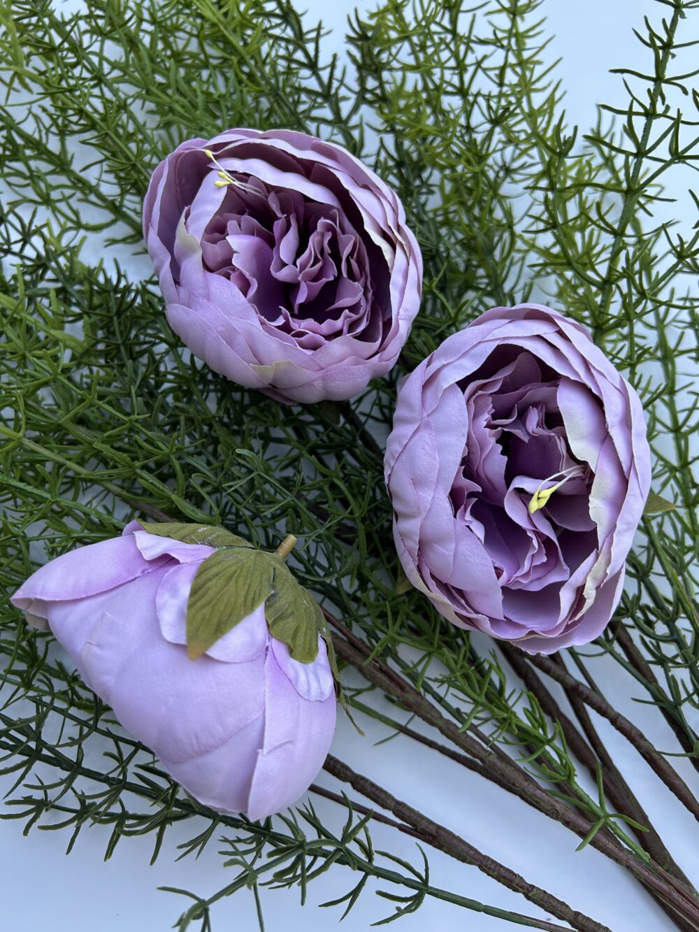 Голова піона фіалка