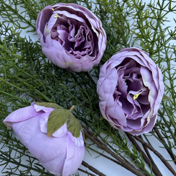 Голова піона фіалка