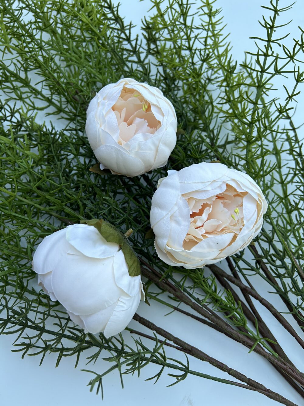 Голова піона шампань