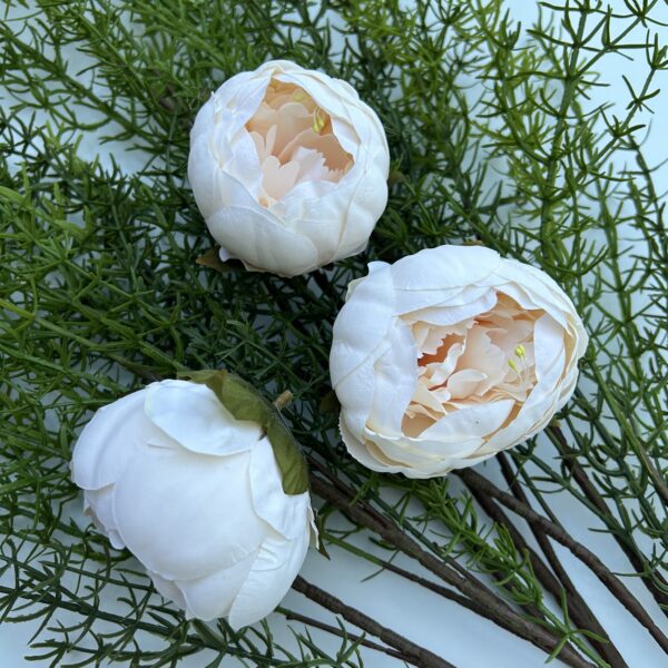 Голова піона шампань