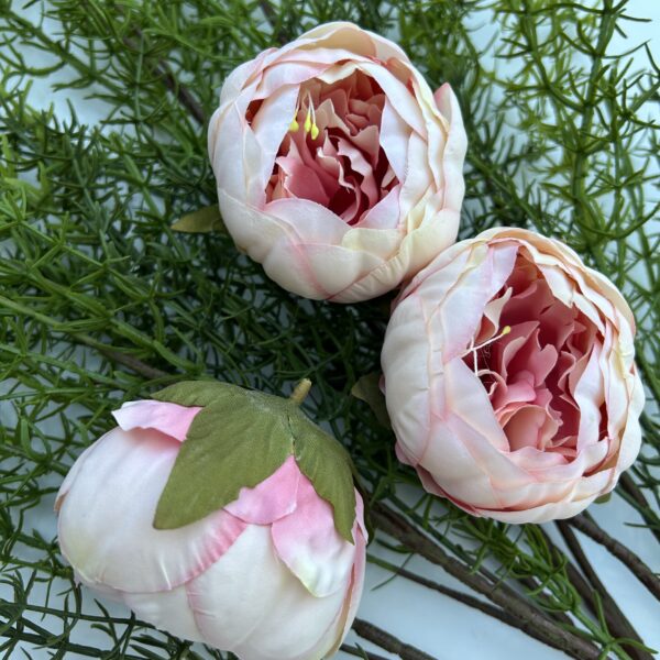 Голова піона персик