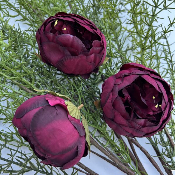 Голова піона бордо