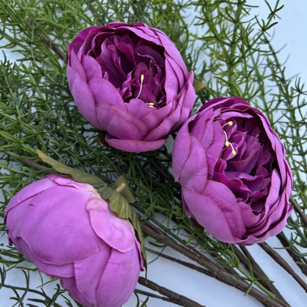 Голова піона малина