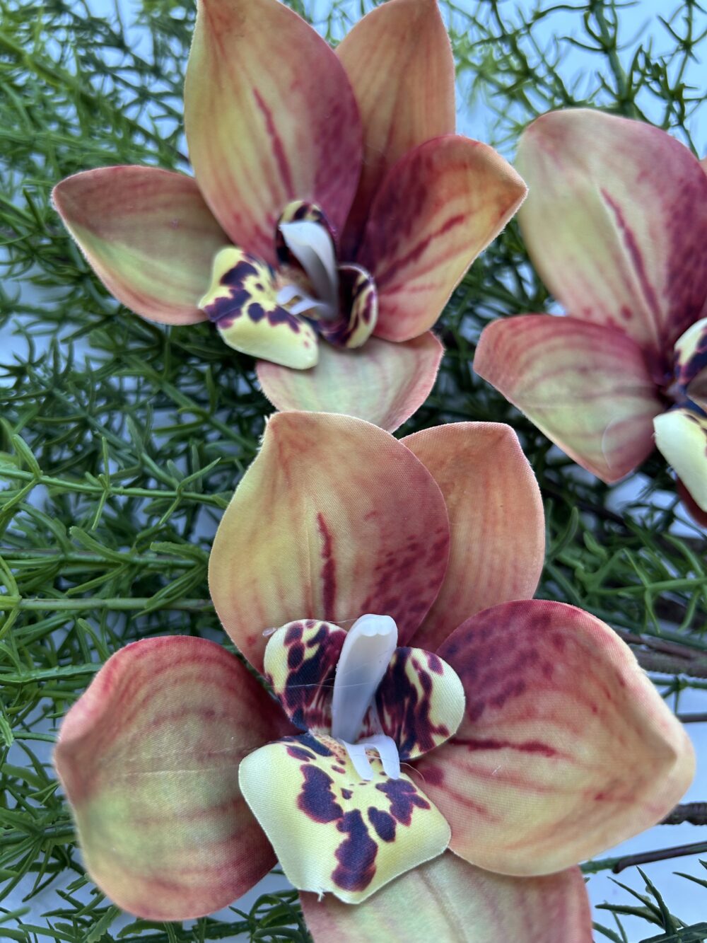 Цимбидіум амбре xxl