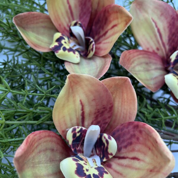 Цимбидіум амбре xxl