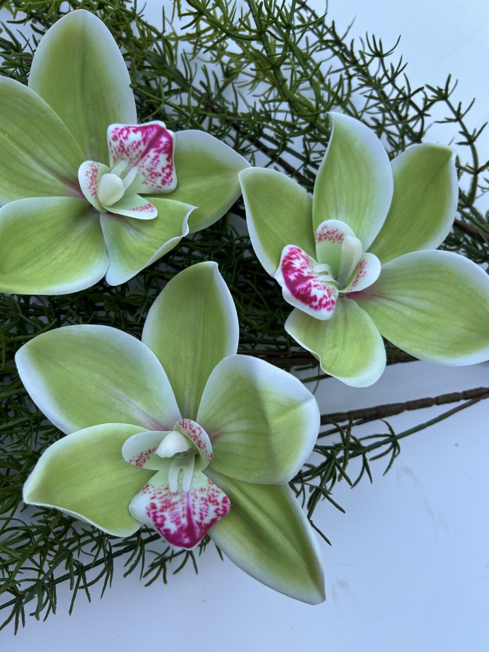 Цимбидіум зелений xxl