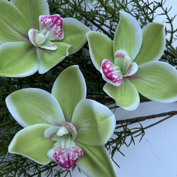 Цимбидіум зелений xxl