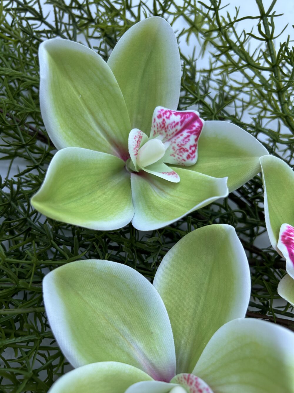 Цимбидіум зелений xxl - Зображення 2