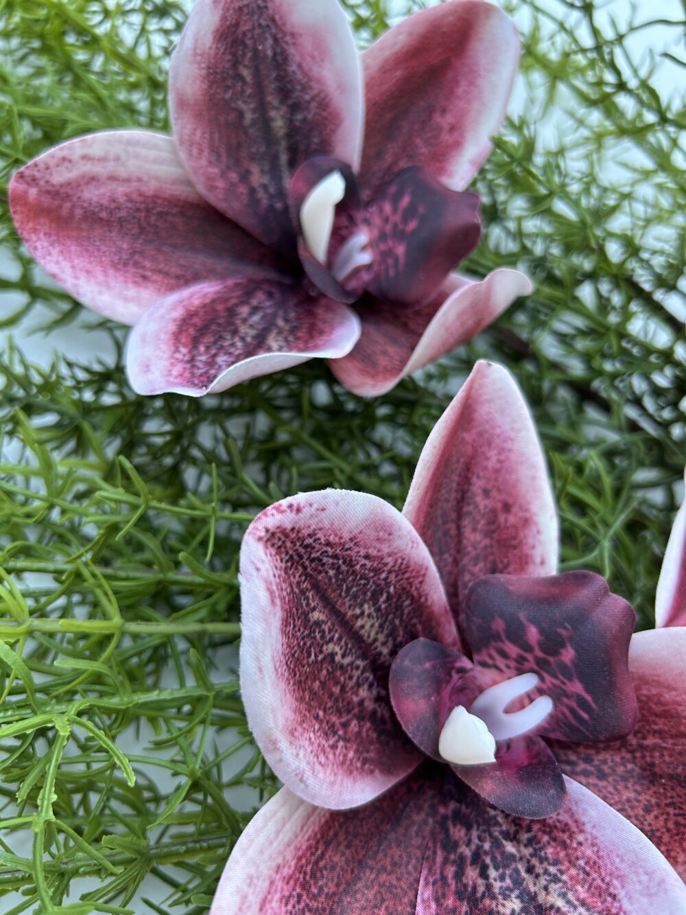 Цимбидіум бордо xxl - Зображення 2