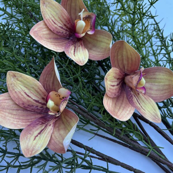 Цимбидіум амбре xl