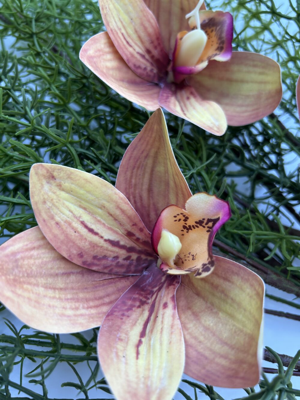 Цимбидіум амбре xl - Зображення 2