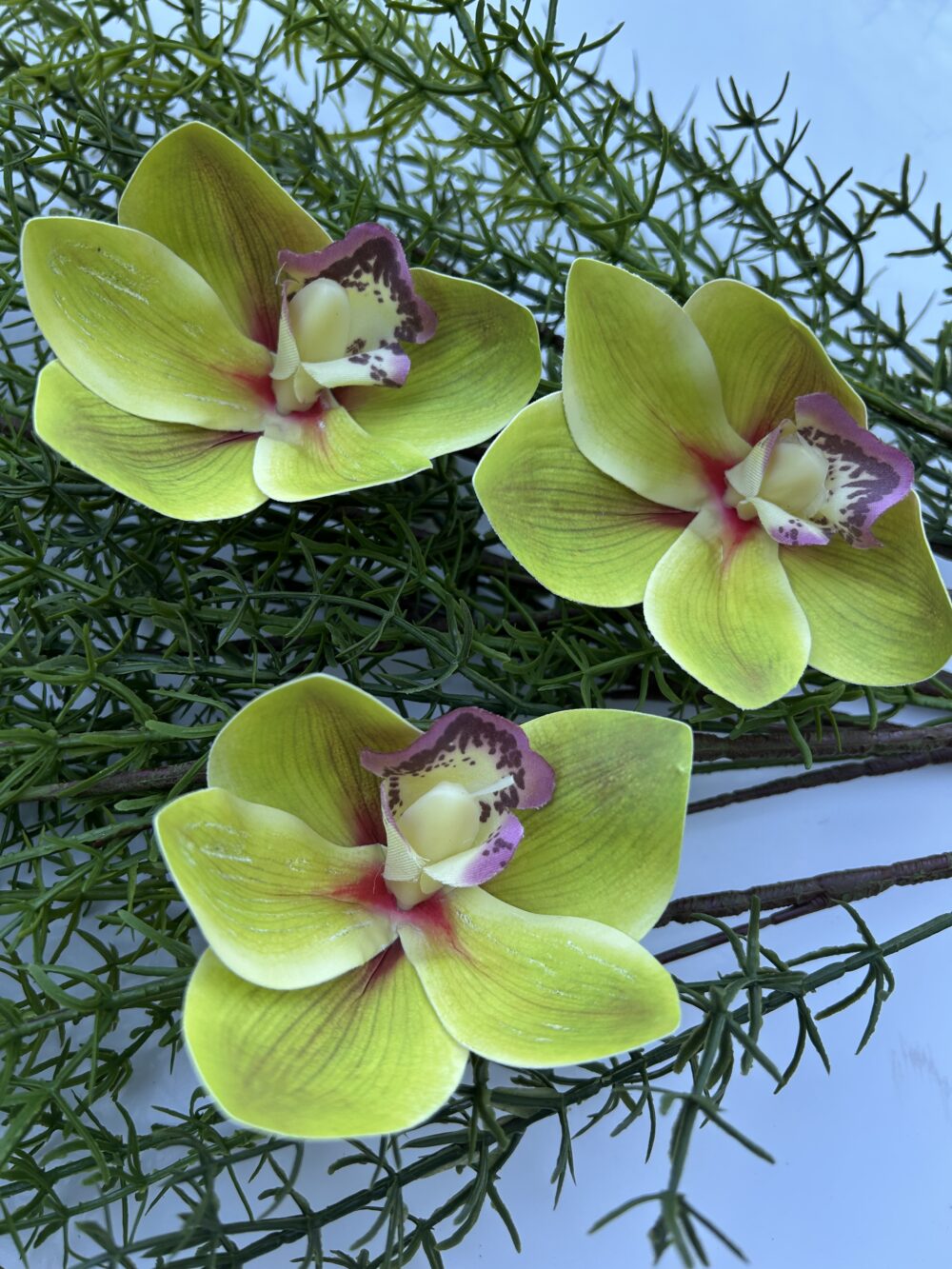 Цимбидіум зелена xl