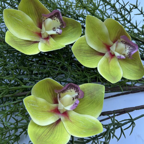 Цимбидіум зелена xl