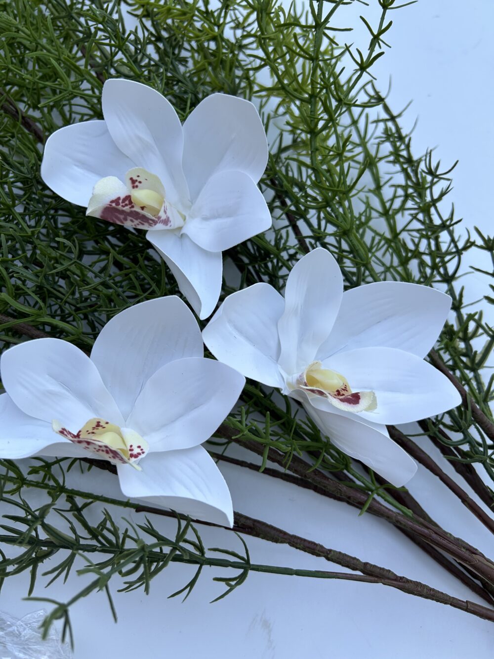 Цимбидіум біла xl