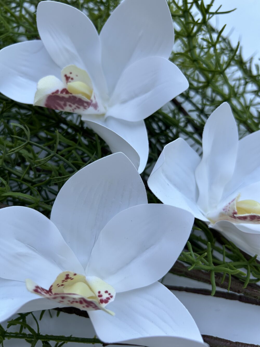 Цимбидіум біла xl - Зображення 2