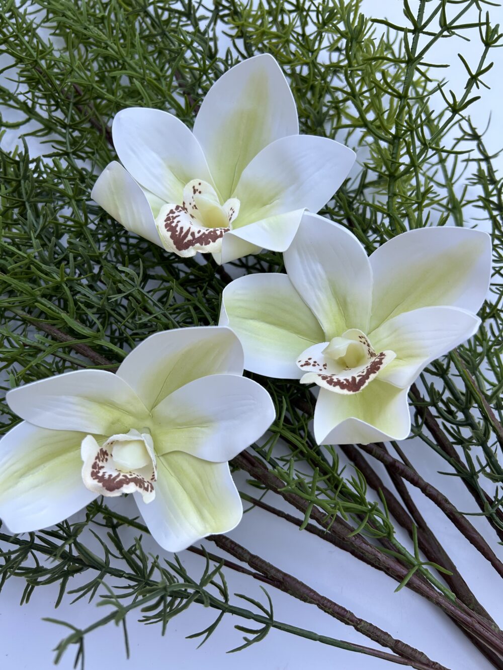 Цимбидіум шампань xl