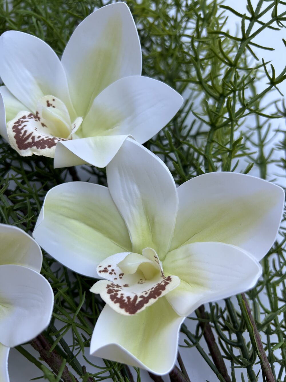 Цимбидіум шампань xl - Зображення 2