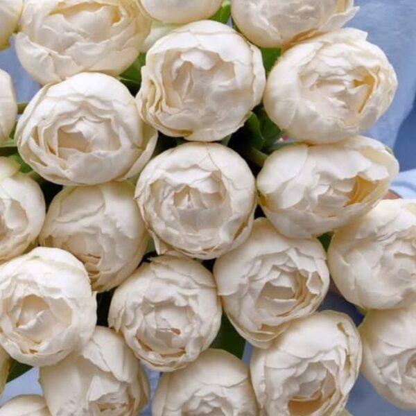 Тюльпан  піоновидний білий