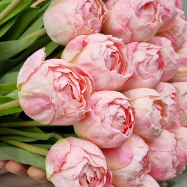 Тюльпан  піоновидний світло-рожеві