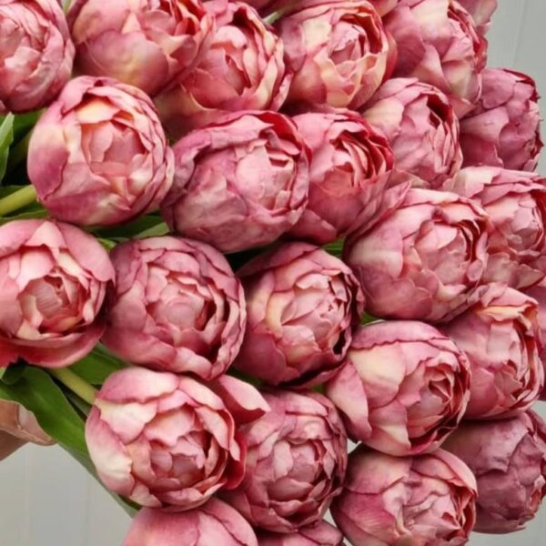 Тюльпан  піоновидний рожеві